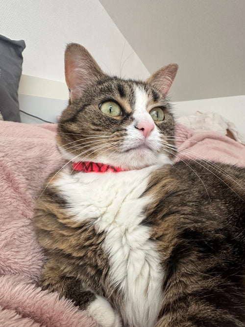 Collier chat anti-étranglement personnalisé 🐈‍⬛